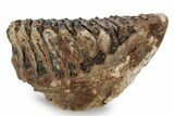 Fossil Woolly Mammoth Lower M Molar - North Sea Deposits #357039-2